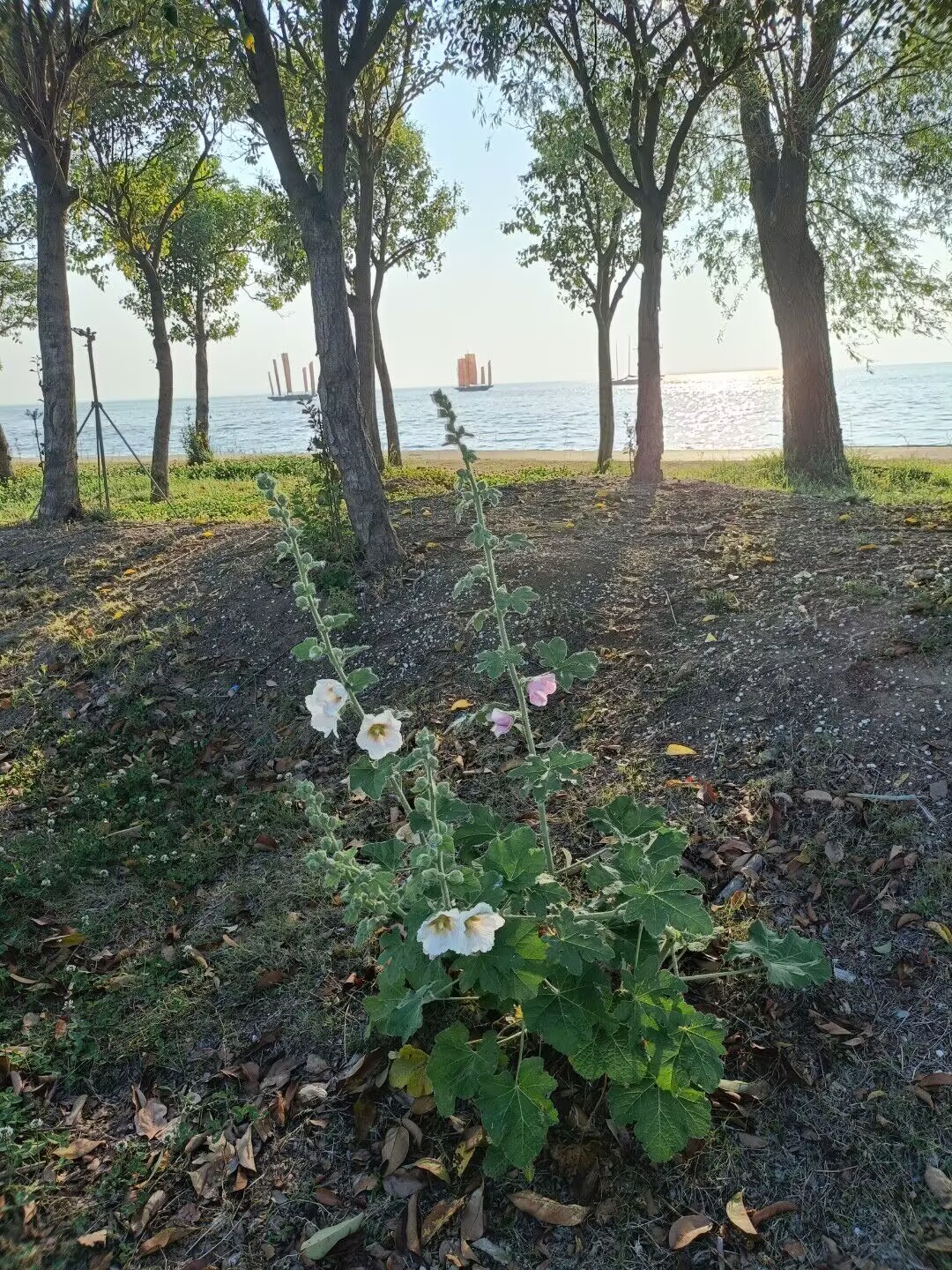 洪沢湖畔 Image 2